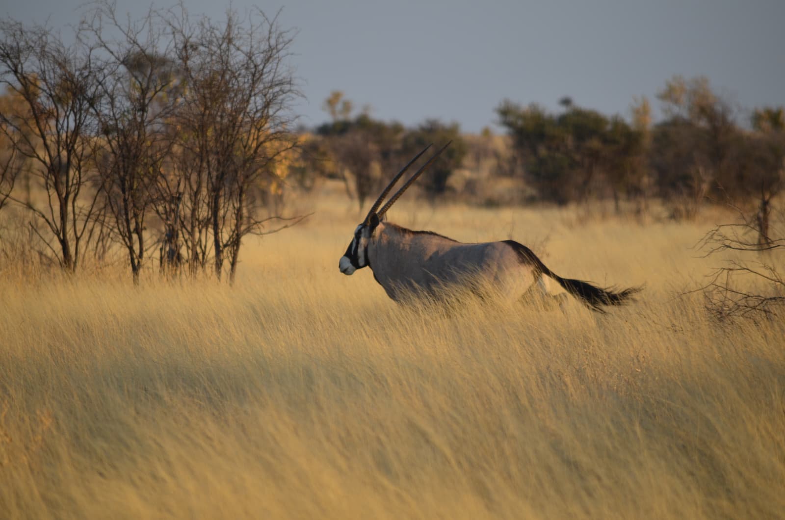 Grassland and acacia in the Central Kalahari Game Reserve