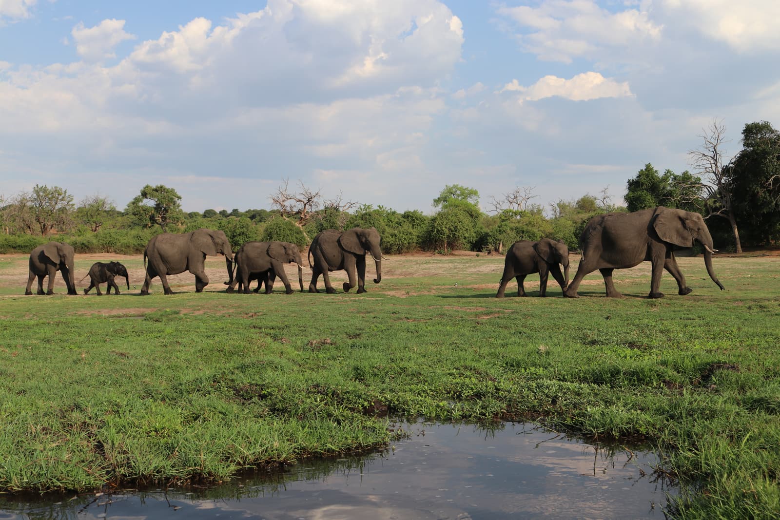Elephant herd on the banks of the Chobe River