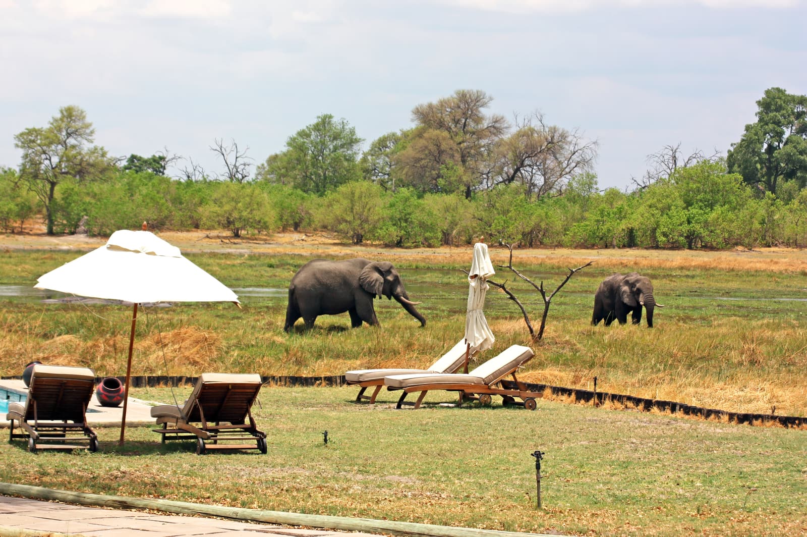 Elephants along the Khwai River in northern Botswana
