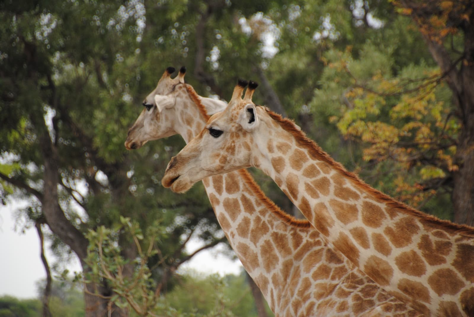 Giraffes in the woodland of Moremi Game Reserve
