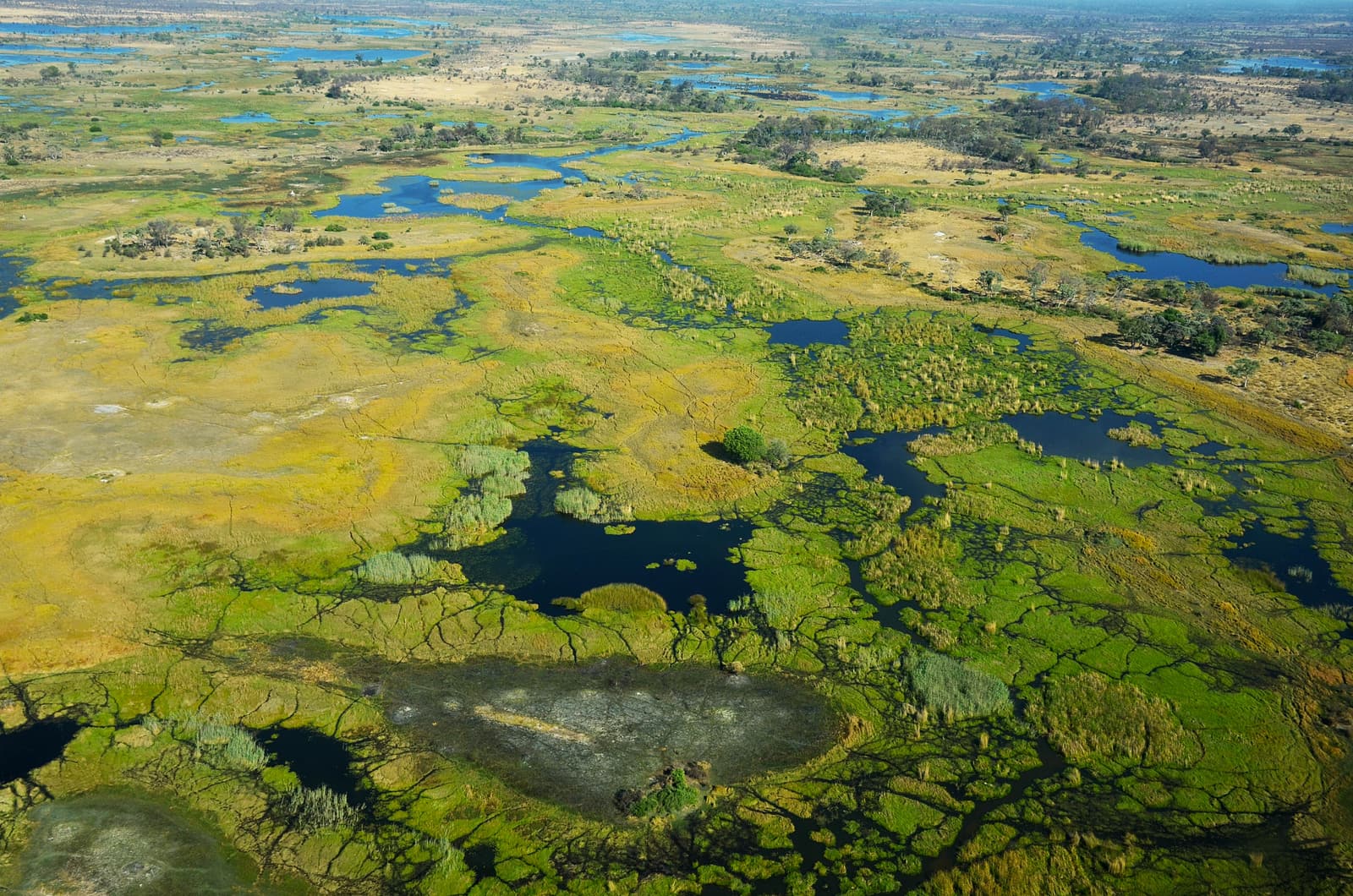 Aerial view over the channels and islands of the Okavango Delta