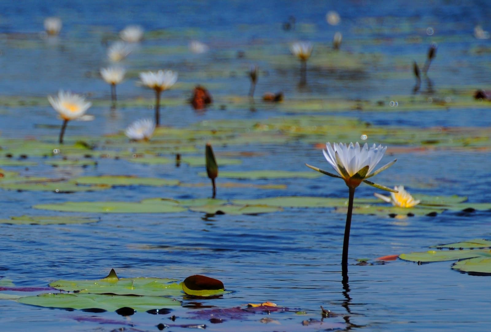 Water lilies floating on a quiet channel