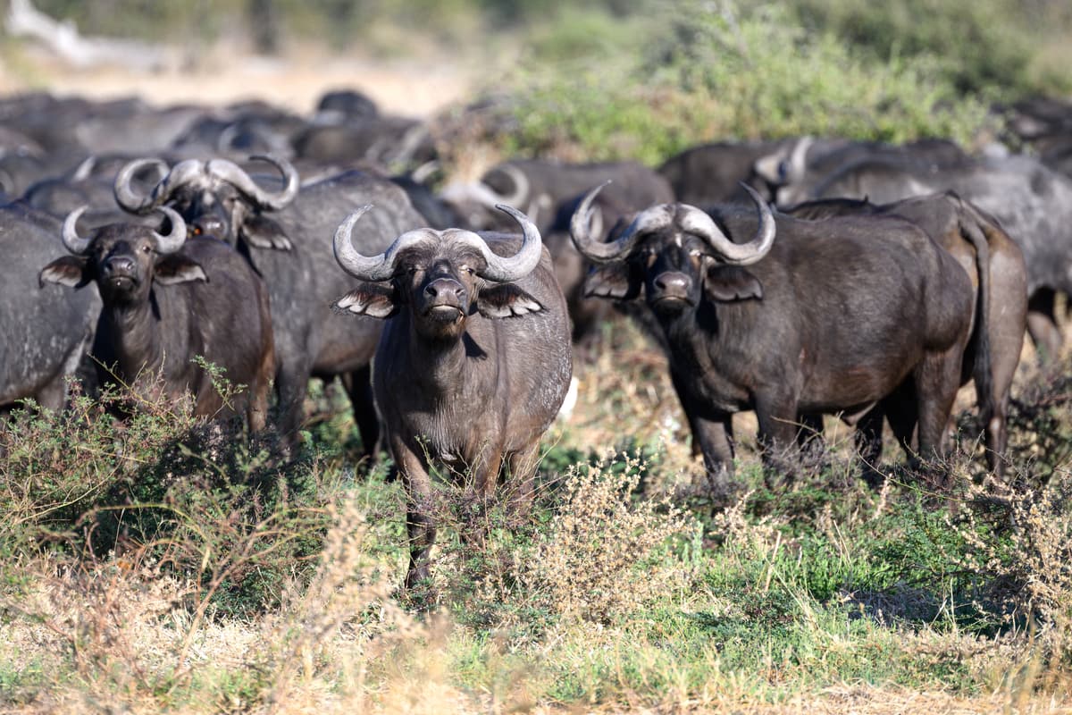 A herd of Cape buffalo