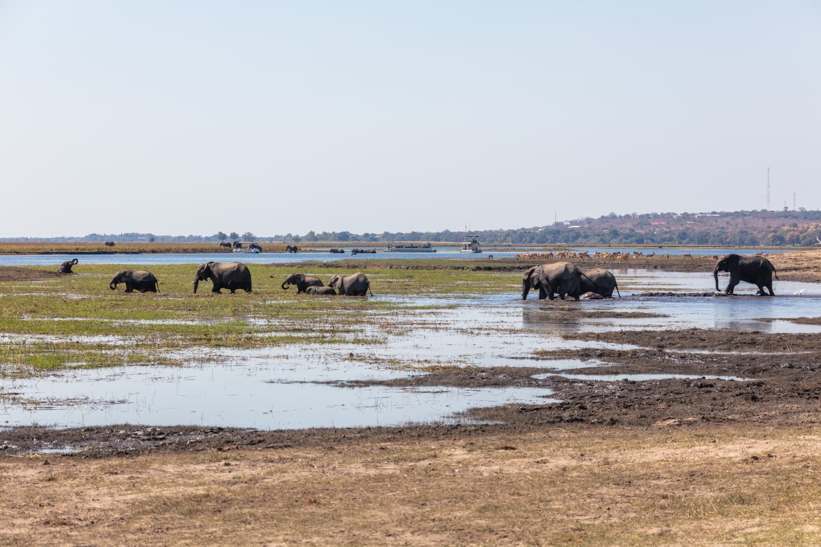 Elephants crossing a river in northern Botswana