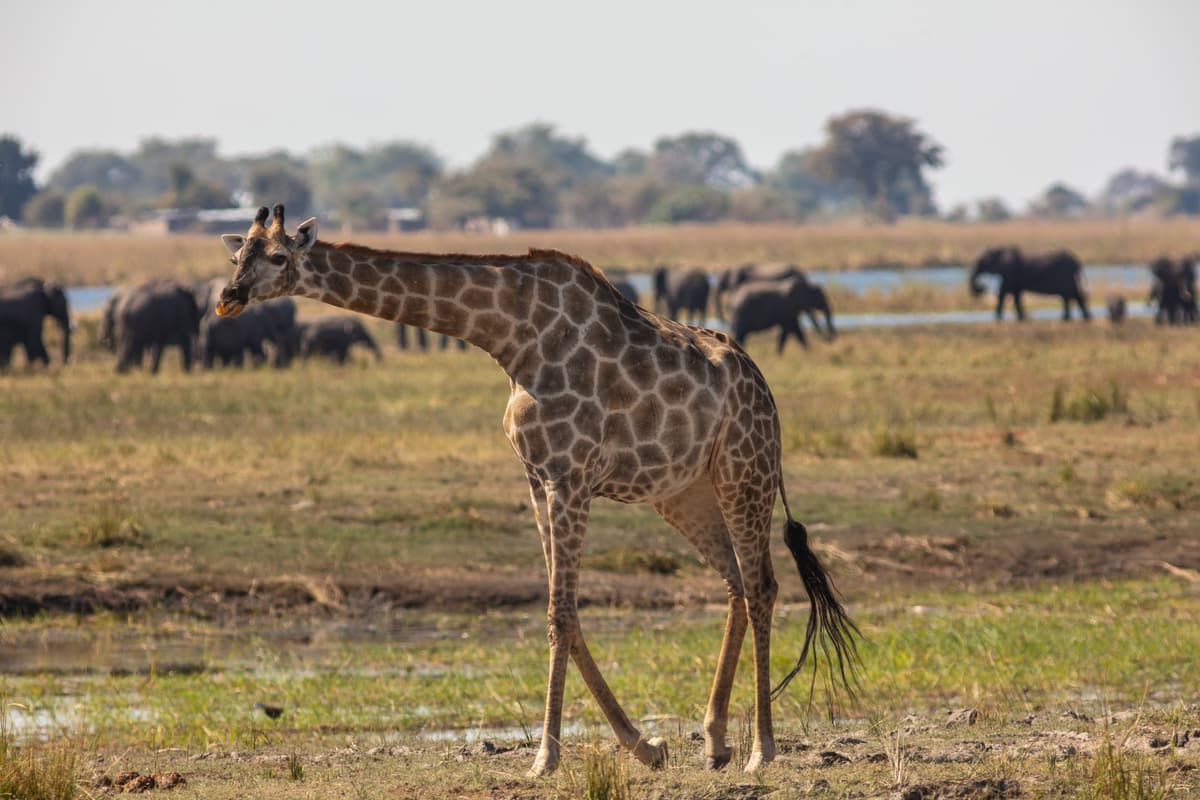 A giraffe browsing in the Botswana bush