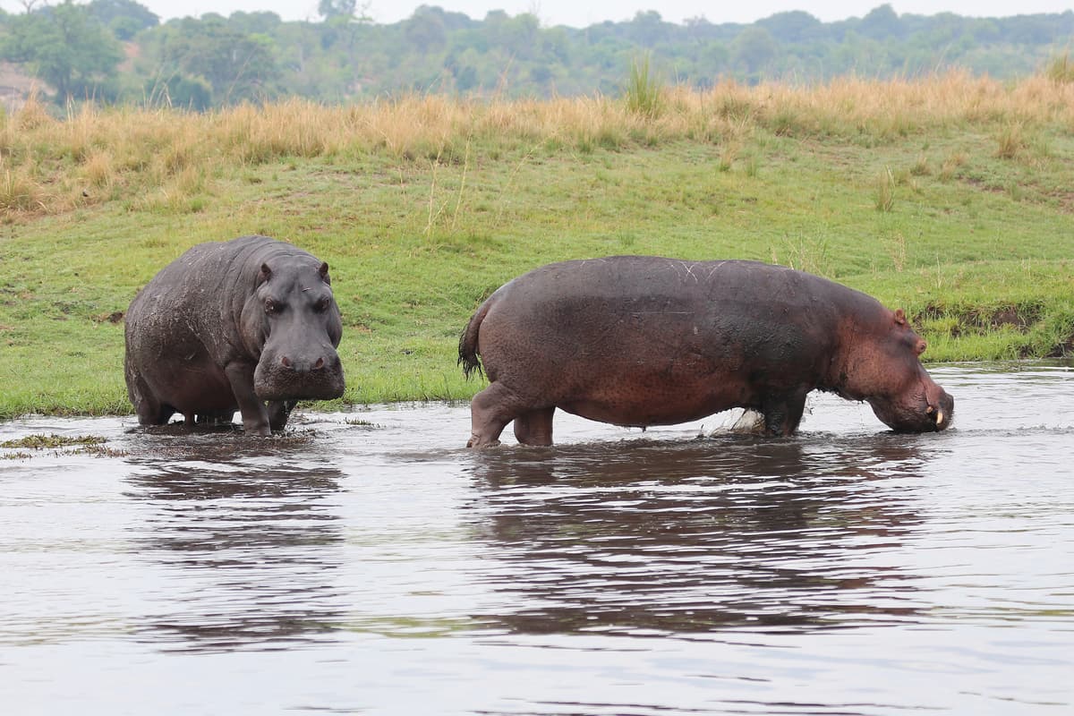 Hippos surfacing in a channel