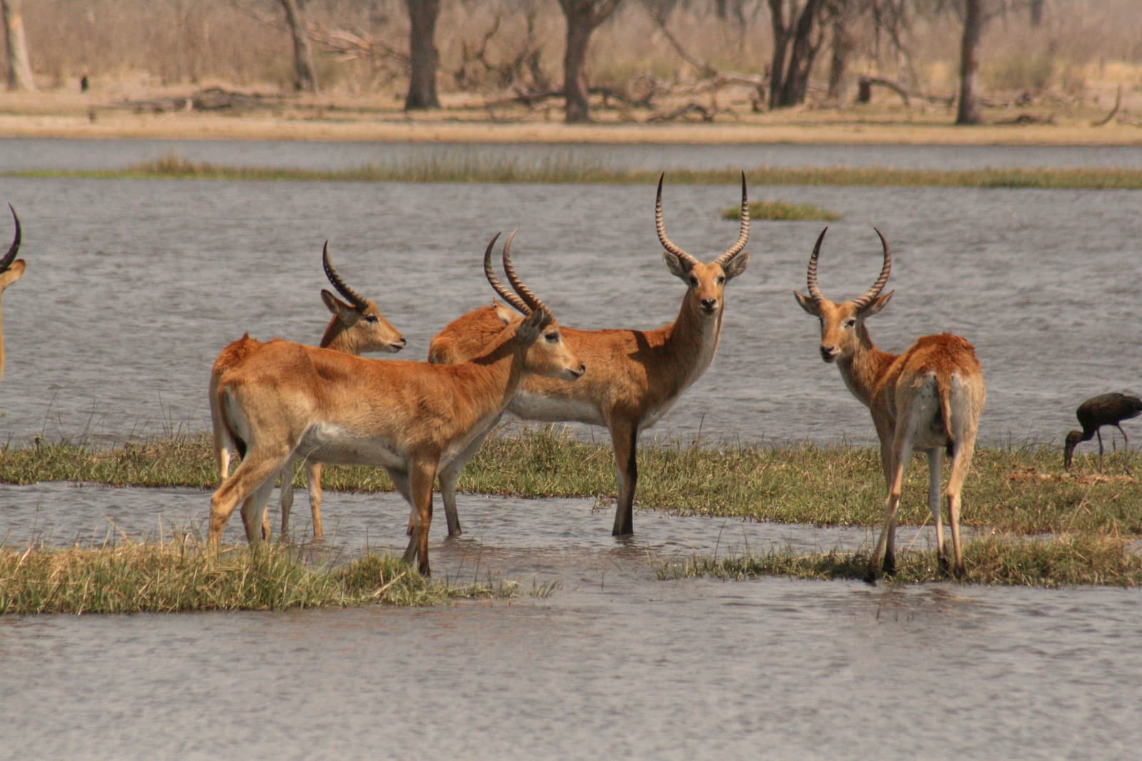 Red lechwe on a flooded plain