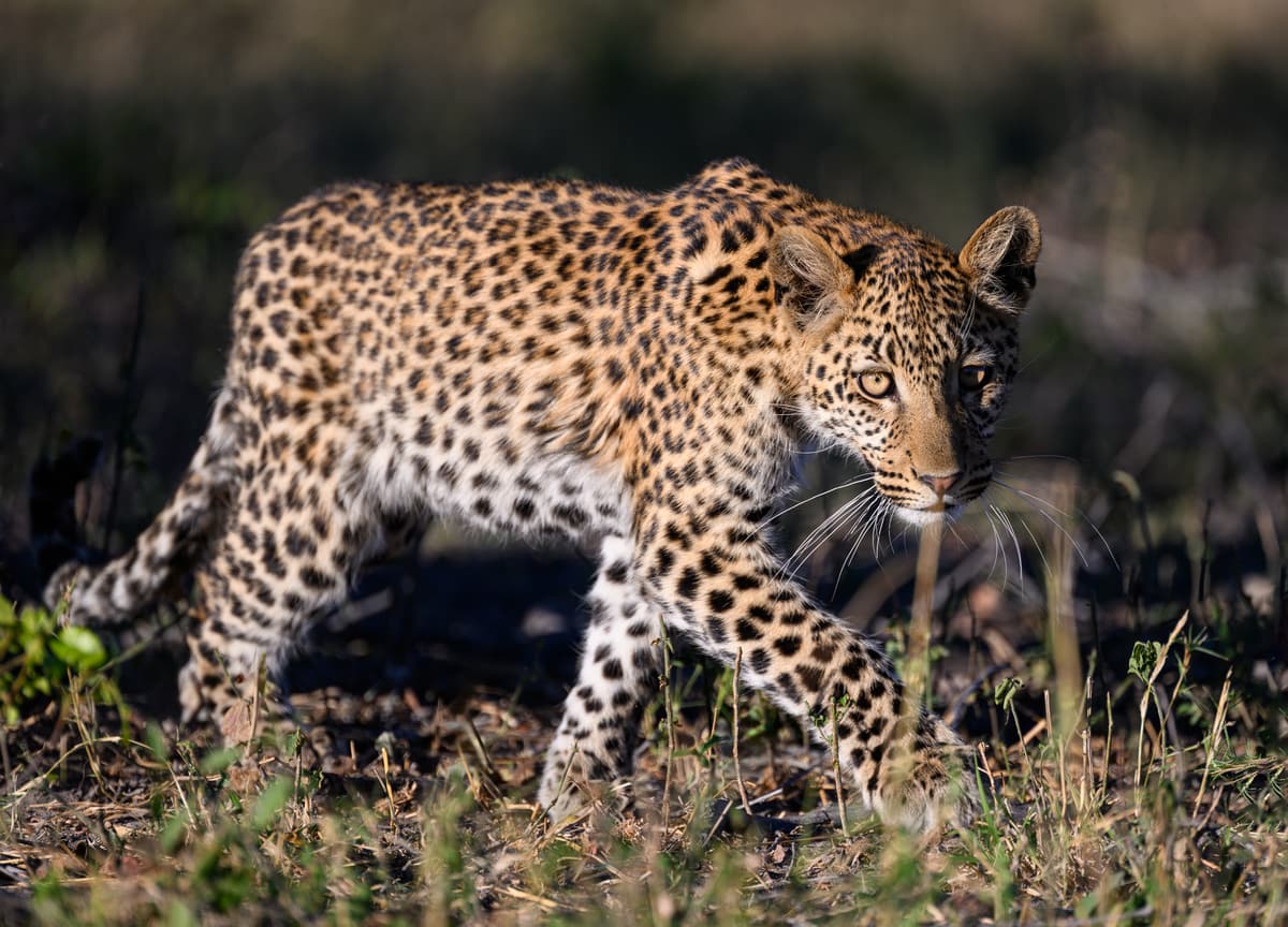 A leopard resting in the Botswana bush