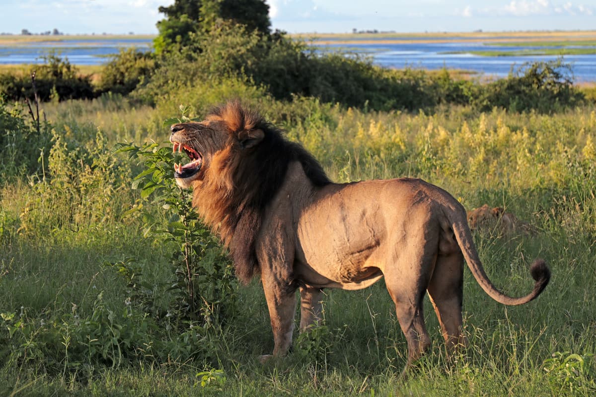 Lions resting in the grass in Botswana