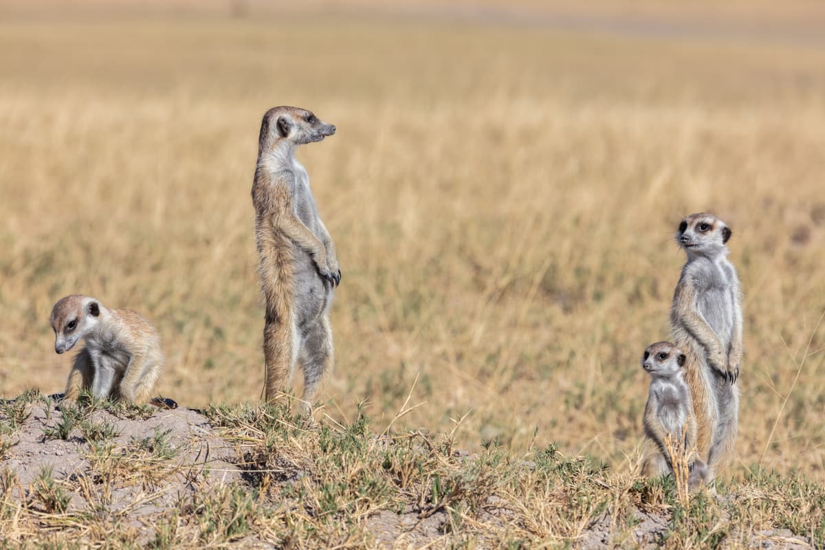 Meerkats standing on alert