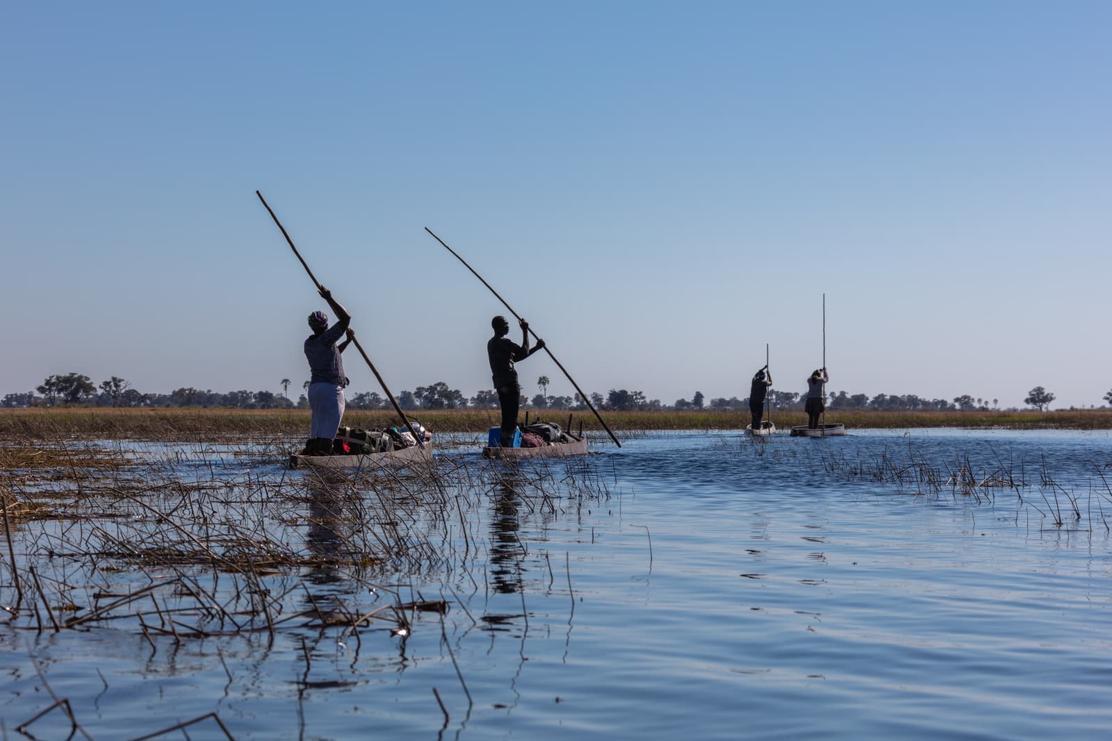 A mokoro dugout canoe poled through the reeds of the Okavango Delta