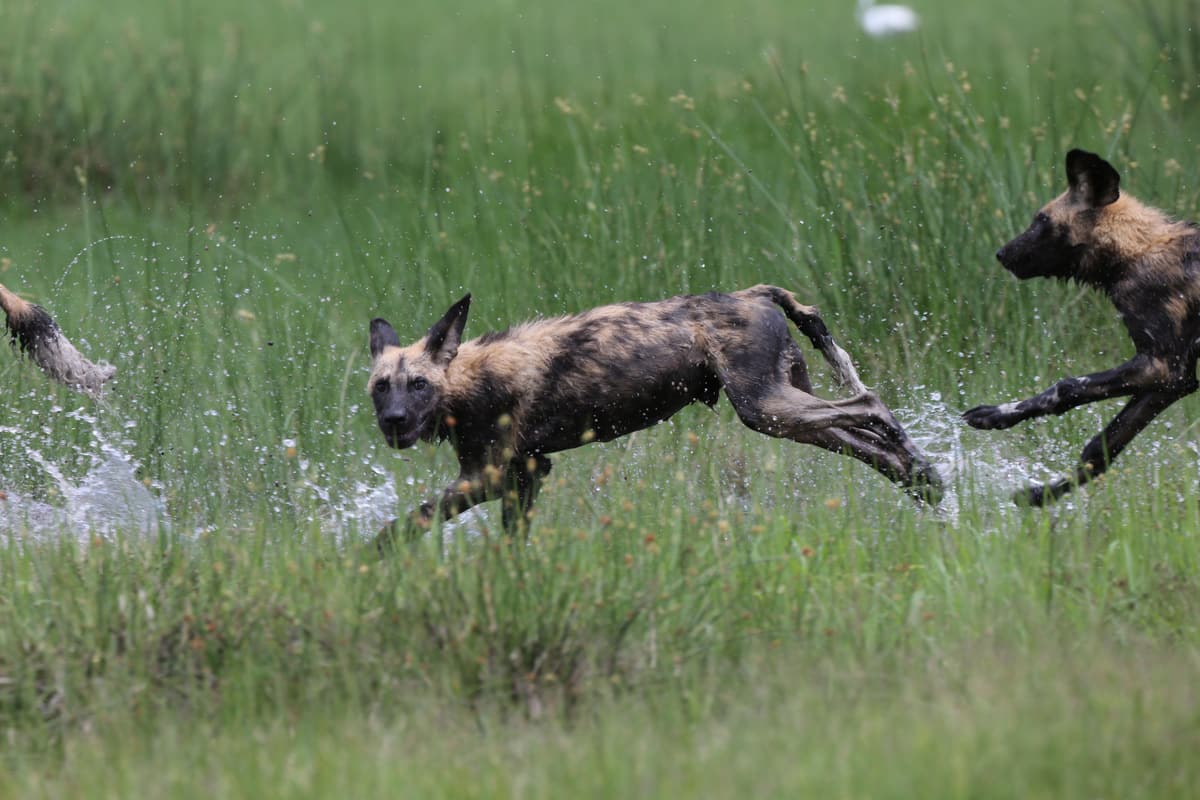 African wild dogs resting together